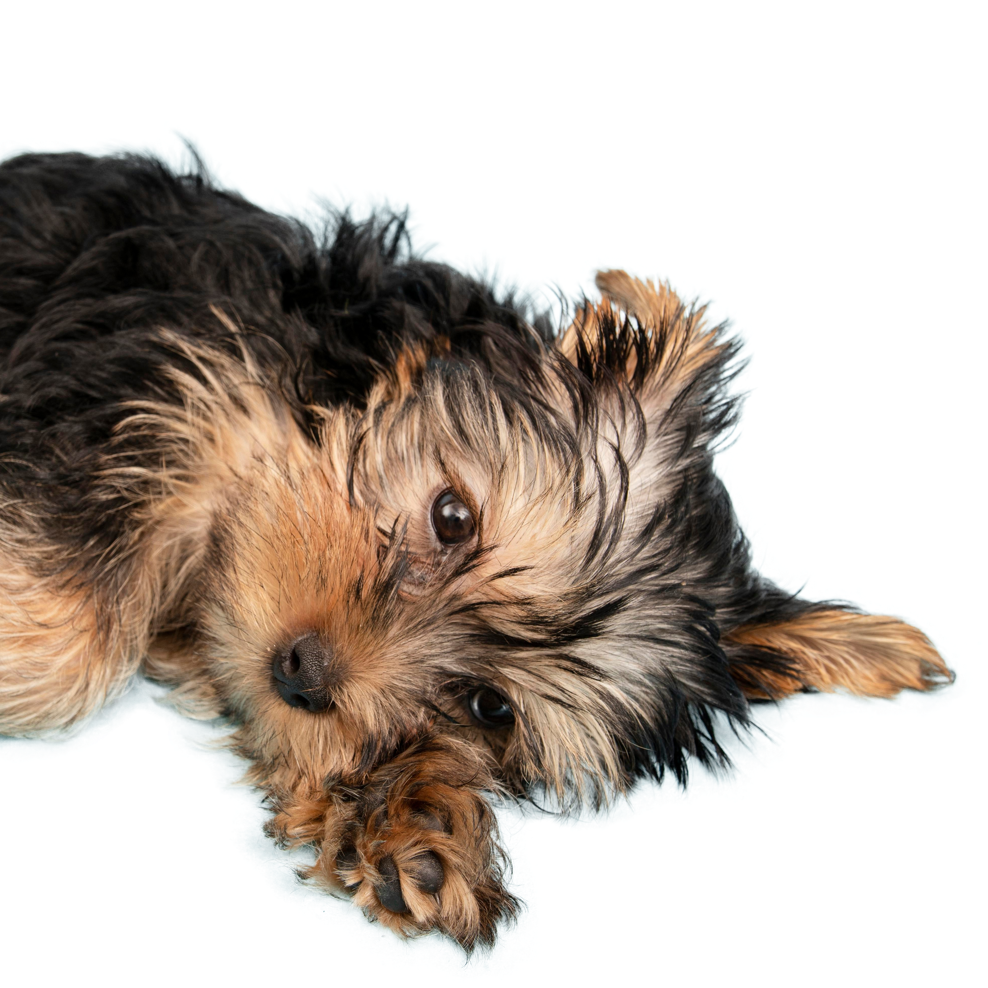 No te duermas, tenemos muchos productos de Pawerful para tu mascota.